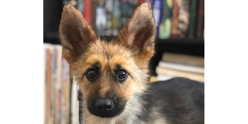 Овчарка из Финикса приобрела популярность в СМИ и соцсетях