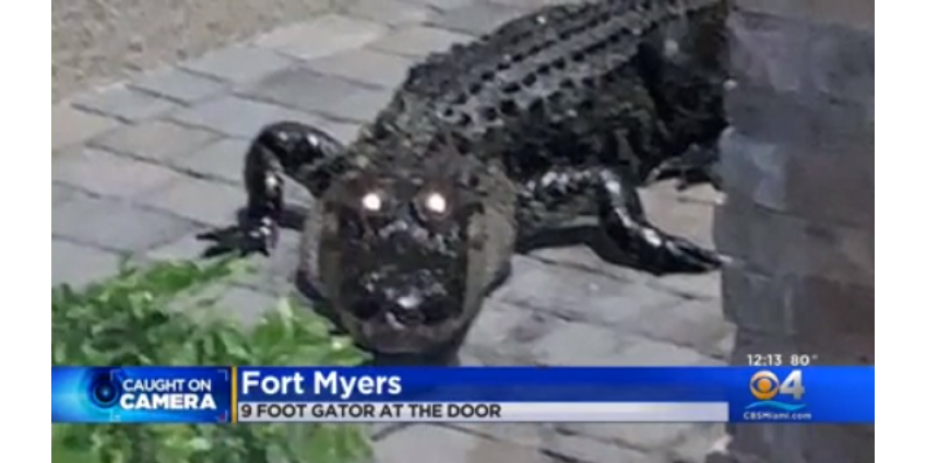 Аллигатор постучался в дверь семьи прямо посреди празднования Дня благодарения