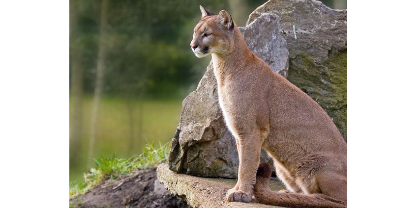 Жительница Калифорнии вступила в схватку с горным львом, пытаясь спасти любимую собаку