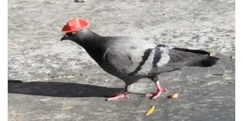 По Лас-Вегасу прогуливались голуби-ковбои По Лас-Вегасу прогуливались голуби-ковбои