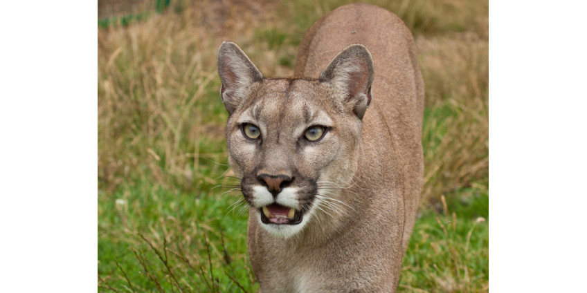 В калифорнийском Сими-Вэлли был пойман горный лев