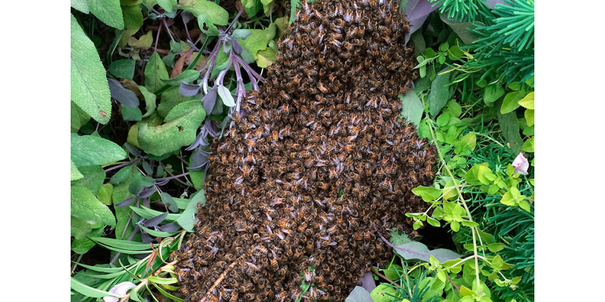 В Танзании пчелы едва не выгнали со стадиона футболистов и зрителей