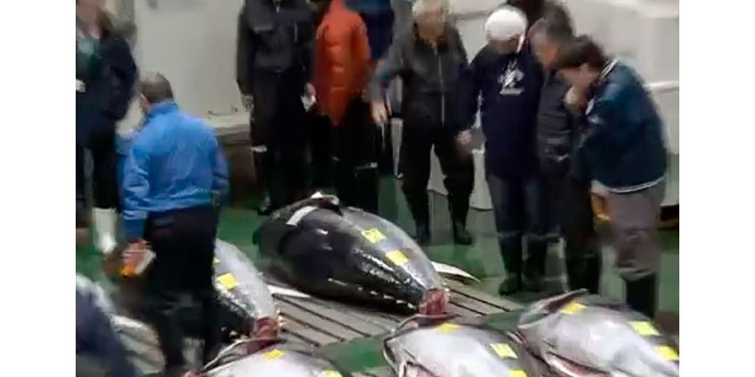 На традиционном рыбном аукционе в Японии продали голубого тунца за 1,8 млн долларов