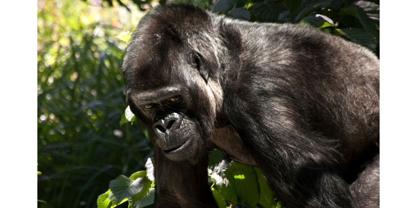 В Лонг-Айленде разразился скандал из-за идиомы "Обезьянка видит - обезьянка делает"