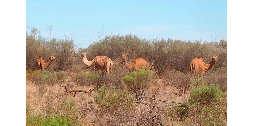 В Австралии решили отстрелить 10 тысяч животных ради экономии воды и спокойствия аборигенов