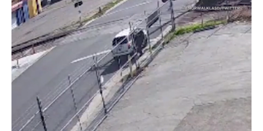 Полиция просит помощи в установлении личности мужчины, женщины, ответственных за убийство собаки в Лос-Анджелесе