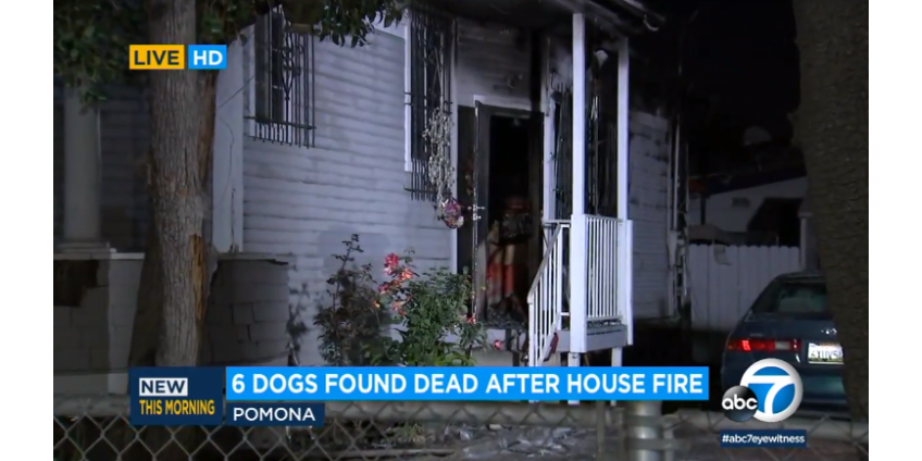 Округ Лос-Анджелес: при пожаре в доме погибли шесть собак