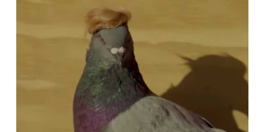 В Лас-Вегасе начали летать голуби с кепочкой и прической Дональда Трампа