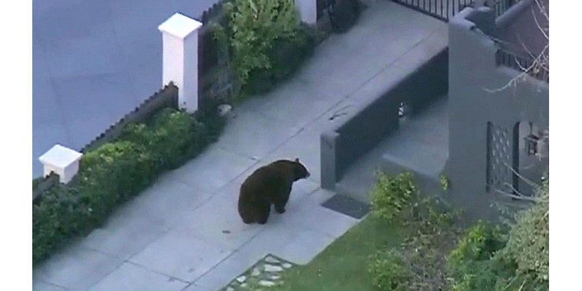Медведь два дня разгуливал по улицам города в Калифорнии