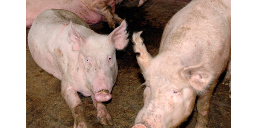 В Алтайском крае приговорили к исправительным работам хозяйку свиней, покусавших 4-летнюю девочку