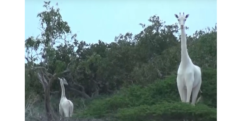 В Кении браконьеры убили единственную в мире самку белого жирафа и ее детеныша