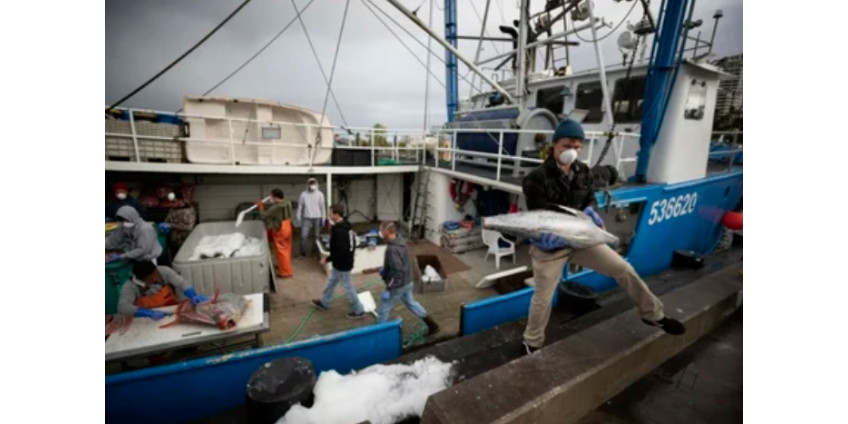 У берегов Сан-Диего рыбакам некуда девать улов из-за коронавируса