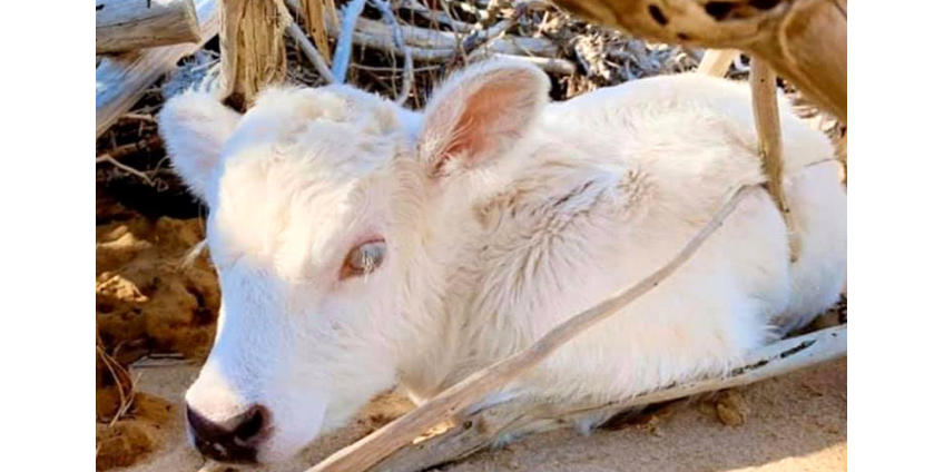 В США унесенная ураганом с одного на другой остров корова родила теленка с глазами разного цвета