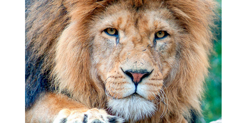 В Сети гуляет фейк о 500 львах, "выпущенных на улицы городов РФ" якобы для соблюдения гражданами карантина