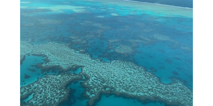 На Большом Барьерном рифе зафиксирована массовая гибель кораллов