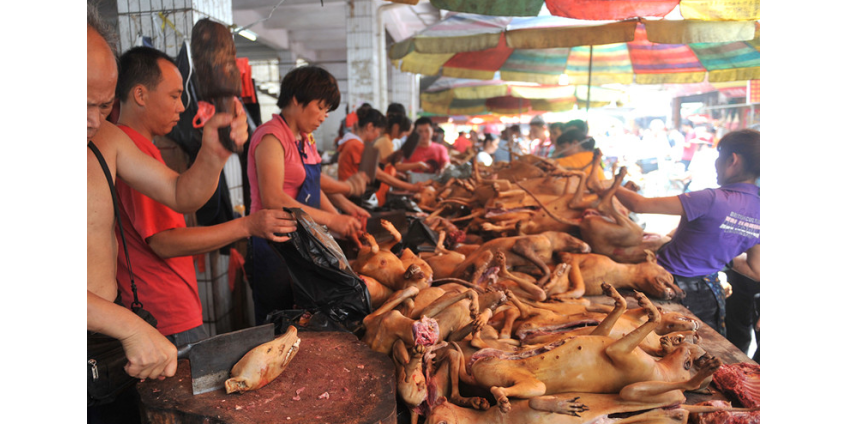 В китайском Шэньчжэне запретили есть котов и собак