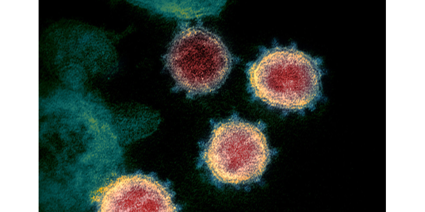 Китайские ученые заявили, что успешно испытали вакцину от коронавируса на мышах, крысах и обезьянах