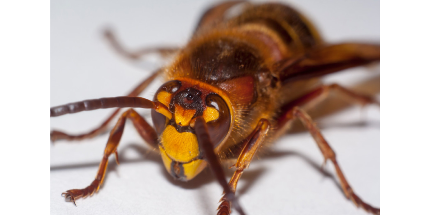 Гигантские азиатские шершни-убийцы добрались до США