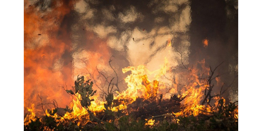 WWF: лесные пожары в России в 2020 году могут стать самыми значительными за последние десятилетия