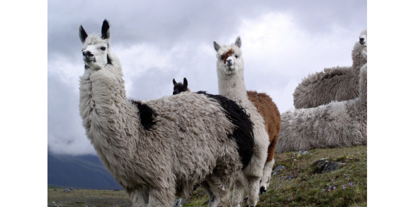 В крови лам нашли вероятный ключ к спасению человечества от коронавируса