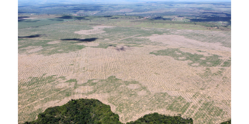 Экологи предрекли человечеству приход новой пандемии из вырубленных джунглей Амазонки
