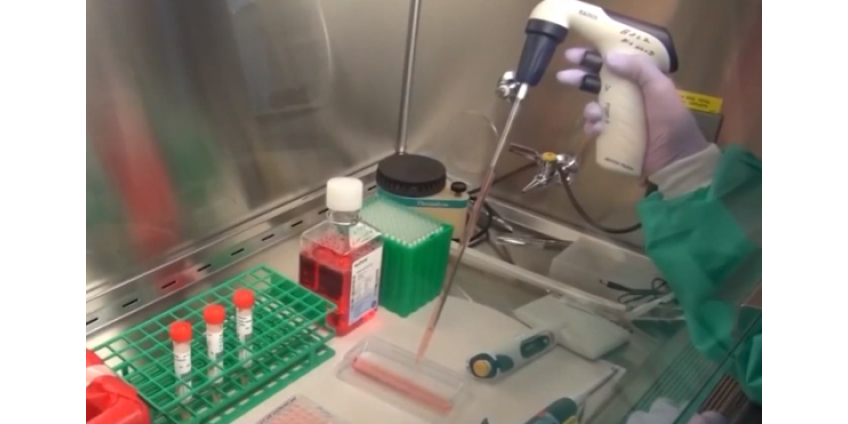 На фоне открытия предприятий в Лос-Анджелесе растет уровень смертности от коронавируса