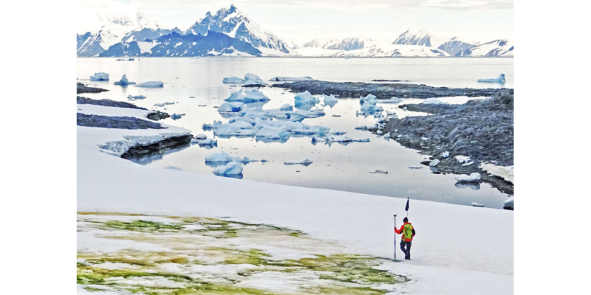 Из-за глобального потепления снег в Антарктике становится ярко-зеленым