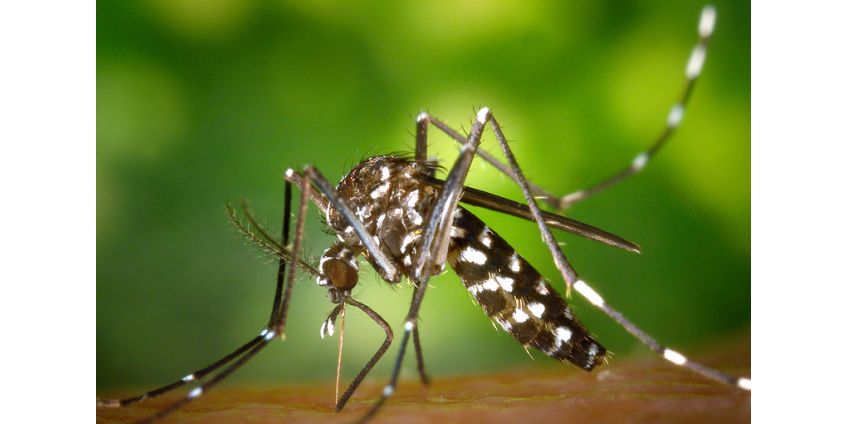 На опустевшей Ибице началось нашествие комаров, переносящих вирусы