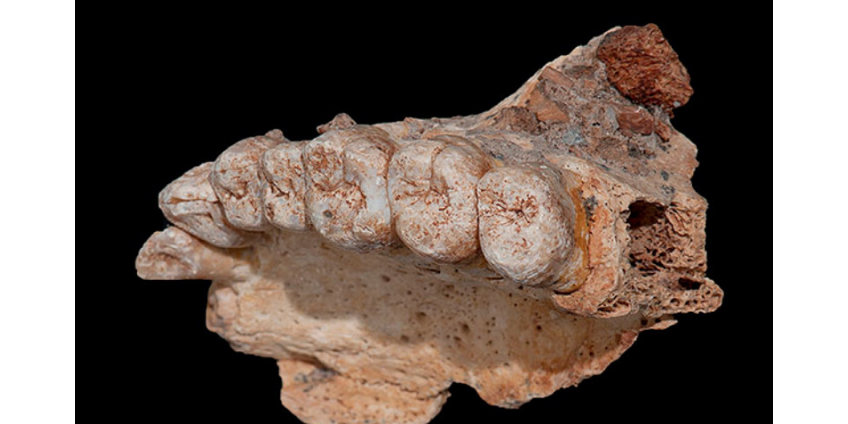 Сделанное в Израиле открытие пересматривает историю человечества в ледниковый период