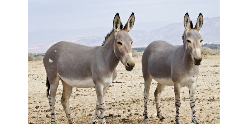 В Сомали грузовой самолет потерпел крушение из-за испуганных ослов