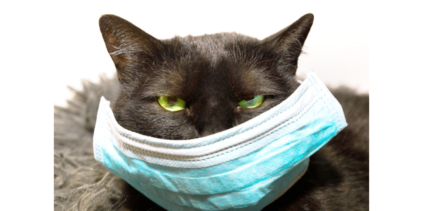 В Великобритании выявлен первый случай заражения коронавирусом домашнего кота