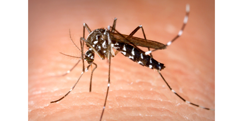 В Турции появился особо опасный вид комаров, переносящих вирусы Зика и желтой лихорадки