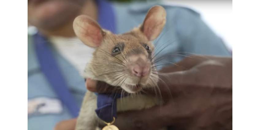 В Великобритании высшую награду страны получила сумчатая крыса Магава за поиск неразорвавшихся мин