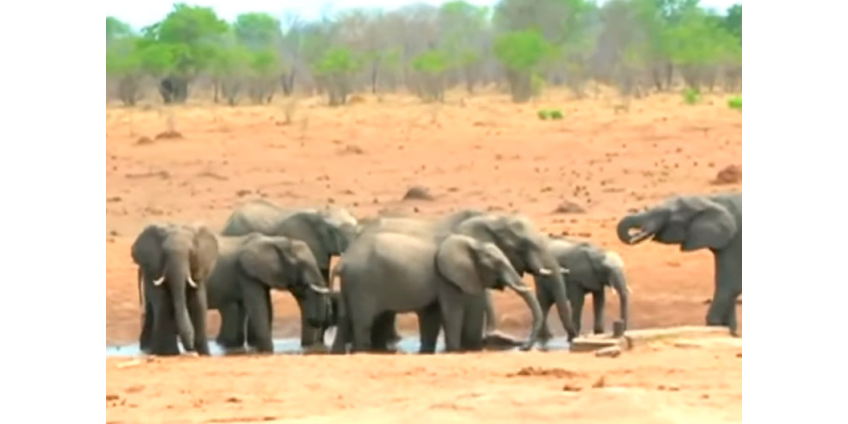 В Зимбабве назвали причиной массовой гибели слонов бактериальное заболевание