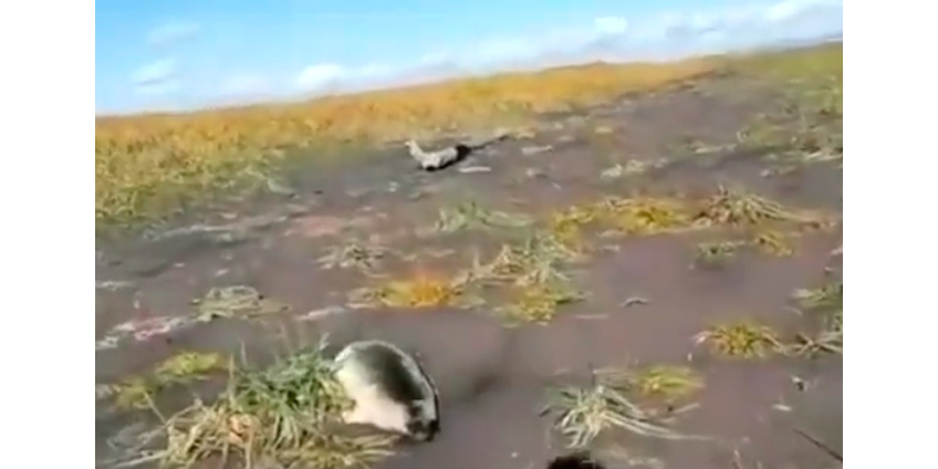 Побережье Камчатки и Курильских островов завалено трупами морской живности