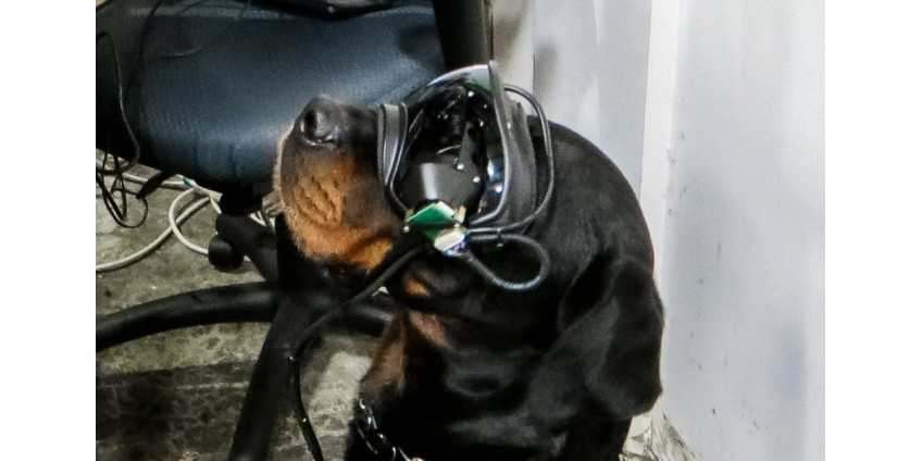 Армия США тестирует очки дополненной реальности для собак