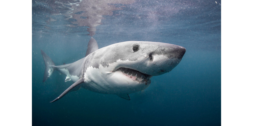 У побережья Сан-Диего становится больше акул