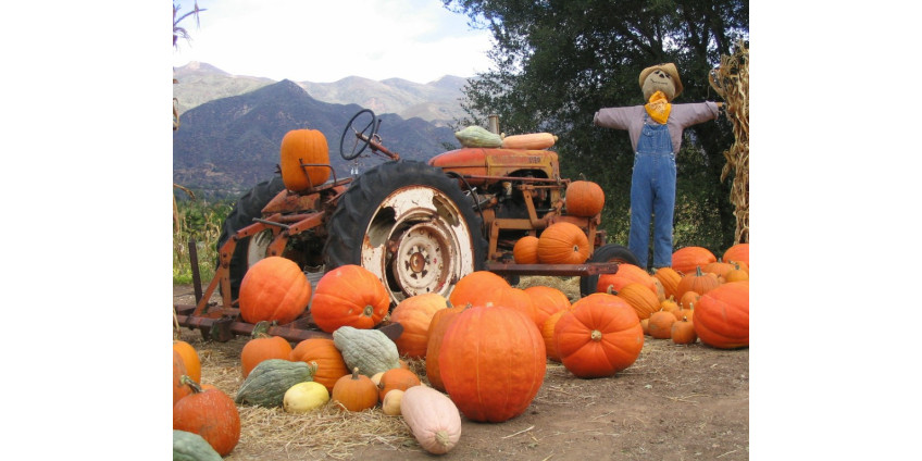 Жителям Сан-Диего напомнили о безопасном праздновании Хэллоуина