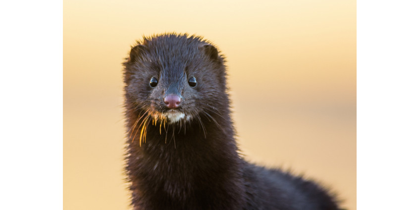 В Дании заявили о 214 случаях передачи коронавируса от норок человеку