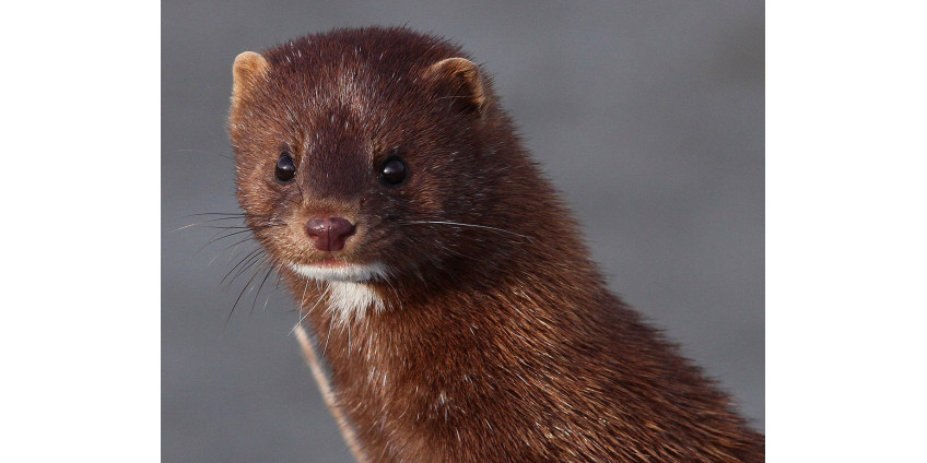 В Дании завершилось поголовное уничтожение норок