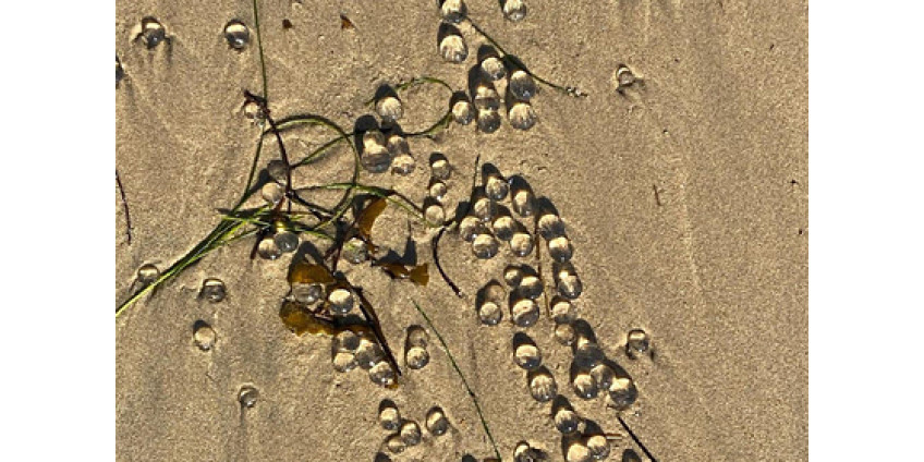 Пляжи в Лос-Анджелесе покрыли странные желеобразные шарики