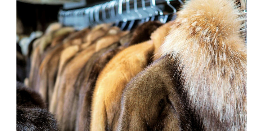 В Лос-Анджелесе вступил в силу запрет на мех