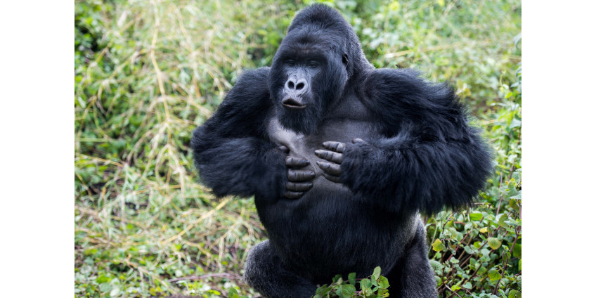 В зоопарке Сан-Диего у горилл выявили коронавирус