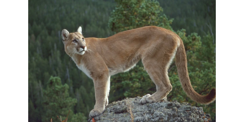 В округе Лос-Анджелес горный лев убил 17 коз на ферме