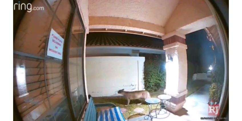 Горный лев, замеченный на западе Лас-Вегаса, вызвал ажиотаж в социальных сетях