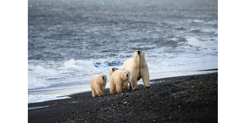 Таяние льдов заставило белых медведей сменить рацион