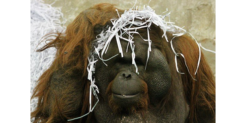 Экспериментальную антиковидную вакцину ввели приматам в Сан-Диего