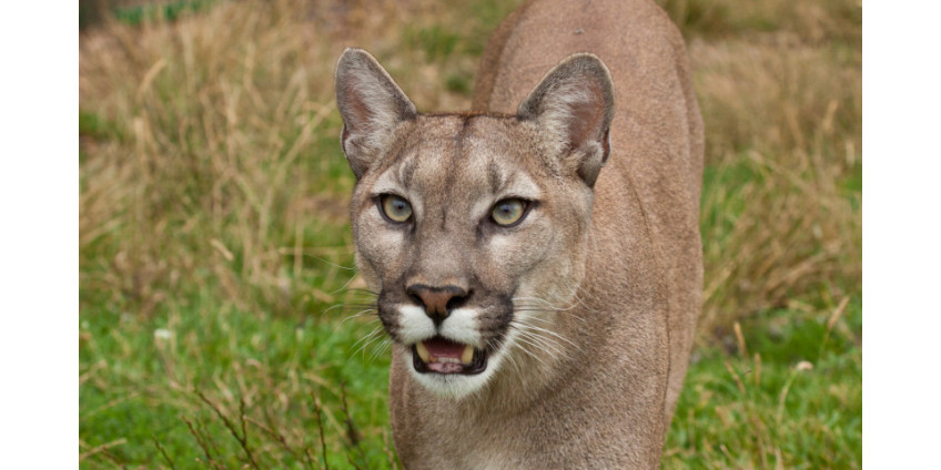 В округе Сан-Диего разыскивается горный лев-убийца