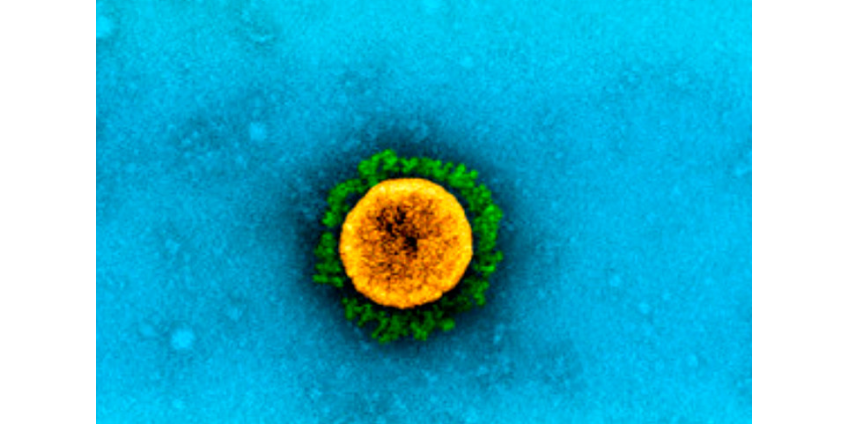 "Британский" штамм коронавируса оказался на 64% смертоноснее прочих