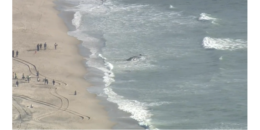 На пляж Dockweiler в Лос-Анджелесе выбросился кит